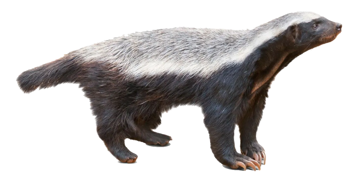 Badger tribal mask, ancient culture, symbolic design PNG